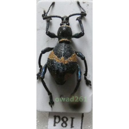 Calidiopsis speciosa Heller, 1913 female Philippines18d